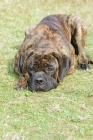 Picture of cane corso lying down on grass