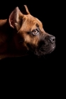 Picture of Cane Corso on black background