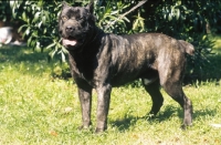 Picture of cane corso on grass