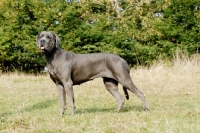 Picture of Cane Corso, on grass