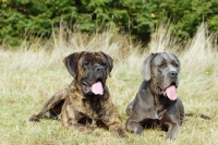 Picture of cane corso pair