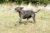 Picture of cane corso playing with stick