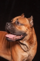 Picture of Cane Corso portrait