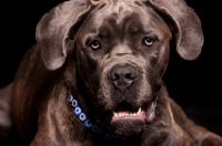 Picture of Cane Corso portrait