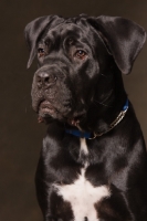 Picture of Cane Corso portrait