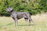 Picture of cane corso, side view on grass