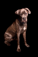 Picture of Cane Corso sitting on black background