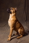Picture of Cane Corso sitting sideways