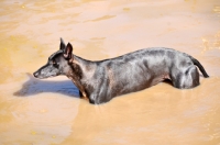 Picture of Canis Africanis in muddy water
