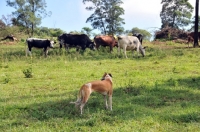 Picture of Canis Africanis looking at cattle
