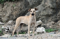Picture of Canis Africanis standing
