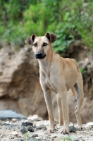 Picture of Canis Africanis standing