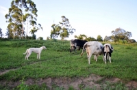 Picture of Canis Africanis with cattle