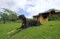 Picture of Canis Africanis yawning