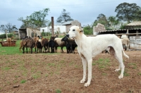 Picture of Canis Africanis