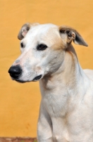 Picture of Canis Africanis
