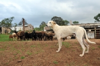 Picture of Canis Africanis