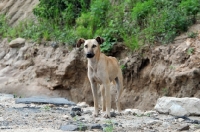 Picture of Canis Africanis