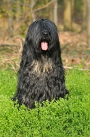 Picture of Cao da Serra de Aires (aka Portuguese Sheepdog) sitting down