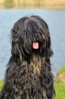 Picture of Cao da Serra de Aires (aka Portuguese Sheepdog)