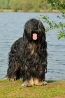 Picture of Cao da Serra de Aires (aka Portuguese Sheepdog)