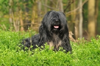 Picture of Cao da Serra de Aires (aka Portuguese Sheepdog) lying in greenery