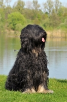 Picture of Cao da Serra de Aires (aka Portuguese Sheepdog)