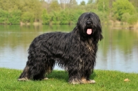 Picture of Cao da Serra de Aires (aka Portuguese Sheepdog)