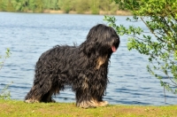 Picture of Cao da Serra de Aires (aka Portuguese Sheepdog)