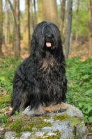 Picture of Cao da Serra de Aires (aka Portuguese Sheepdog)