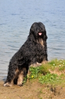 Picture of Cao da Serra de Aires (aka Portuguese Sheepdog)