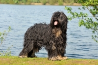 Picture of Cao da Serra de Aires (aka Portuguese Sheepdog)