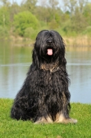 Picture of Cao da Serra de Aires (aka Portuguese Sheepdog)