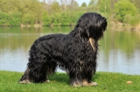 Picture of Cao da Serra de Aires (aka Portuguese Sheepdog) posed