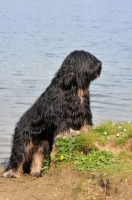 Picture of Cao da Serra de Aires (aka Portuguese Sheepdog)