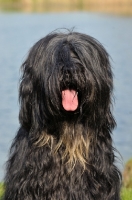 Picture of Cao da Serra de Aires (aka Portuguese Sheepdog) portrait