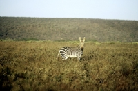 Picture of cape mountain zebra in bontebok np s.africa