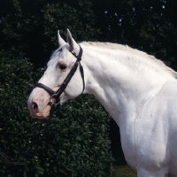 Picture of Capitano, head and shoulders of Holstein, influencial stallion at Elmshorn