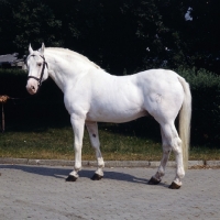 Picture of Capitano, Holstein, 'Capitano was the only one chosen to carry on the heritage of the Stallion Cottage Son XX to this present day.' 