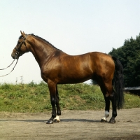 Picture of Capriccio side view of Holstein stallion at Elmshorn