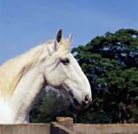 Picture of Captain, 28 year old shire horse, looking over fence. last symonds dray horse