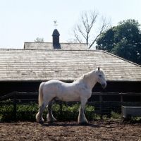 Picture of captain, 28 year old shire, last symonds dray horse, at courage shire horse centre