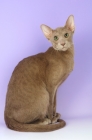 Picture of caramel oriental shorthair cat