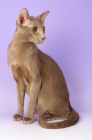 Picture of caramel oriental shorthair cat looking away