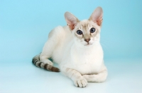 Picture of caramel point siamese cat, lying down
