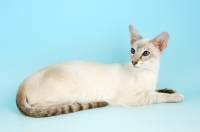 Picture of caramel point siamese cat