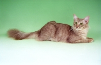 Picture of caramel shaded Oriental Longhair, lying down. (aka Javanese or Angora)