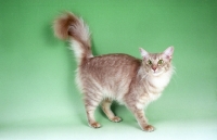 Picture of caramel shaded Oriental Longhair, (aka Javanese or Angora), on green background