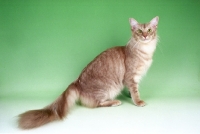 Picture of caramel shaded Oriental Longhair (aka Javanese or Angora)