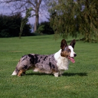 Picture of cardigan corgi  standing on grass